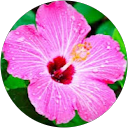 Hannah Gastaldo profile picture